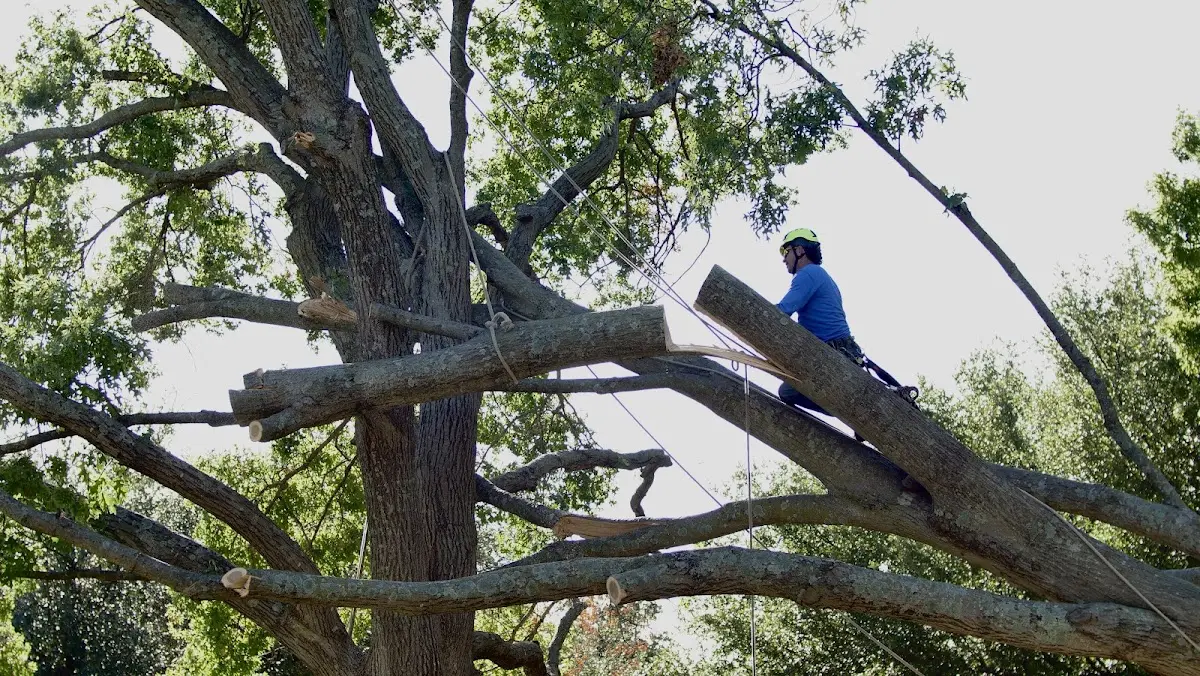 Professional Crown Thinning performed by certified arborists in Wallace